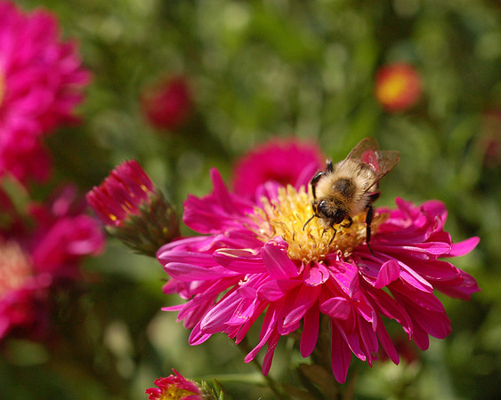 Bumblebee on Aster
