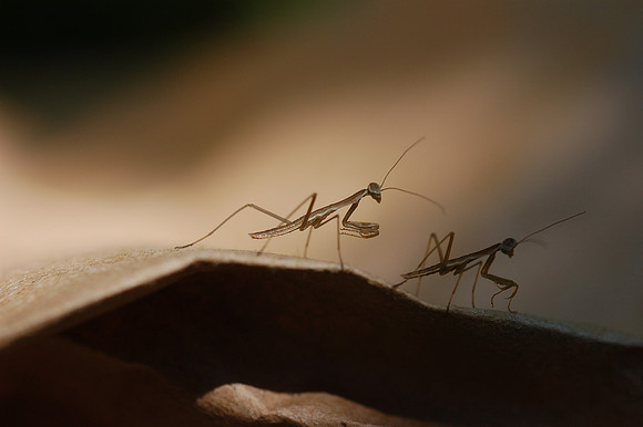 Hatchling Praying Mantids
