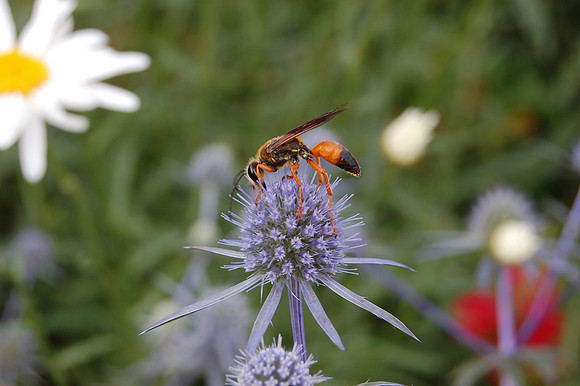 Wasp on Thistle