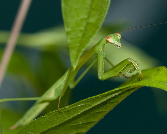 GreenMantid